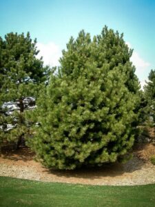 Сосна Чёрная (Pinus Nigra) купить по цене от 270.00р. в интернет-магазине «Посадика» с доставкой почтой в в Верхняя Турае и по всей России – [изображение №1].