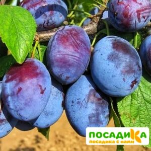 Слива Чачакская ранняя купить по цене от 229.00р. в интернет-магазине «Посадика» с доставкой почтой в в Верхняя Турае и по всей России – [изображение №1].