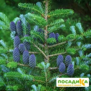 Пихта корейская (Abies koreana) купить по цене от 450.00р. в интернет-магазине «Посадика» с доставкой почтой в в Верхняя Турае и по всей России – [изображение №1].