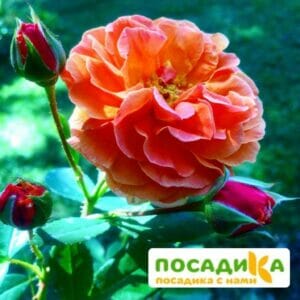 Роза Арабия купить по цене от 350.00р. в интернет-магазине «Посадика» с доставкой почтой в в Верхняя Турае и по всей России – [изображение №1].