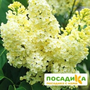 Сирень Примроуз (Primrose) купить по цене от 529.00р. в интернет-магазине «Посадика» с доставкой почтой в в Верхняя Турае и по всей России – [изображение №1].