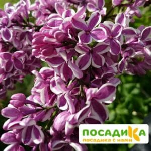 Сирень Сенсация купить по цене от 529.00р. в интернет-магазине «Посадика» с доставкой почтой в в Верхняя Турае и по всей России – [изображение №1].