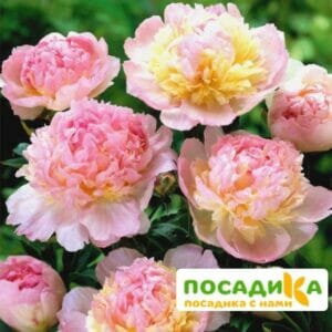 Пион Распберри Сандей (Paeonia Raspberry Sundae) купить по цене от 959р. в интернет-магазине «Посадика» с доставкой почтой в в Верхняя Турае и по всей России – [изображение №1].