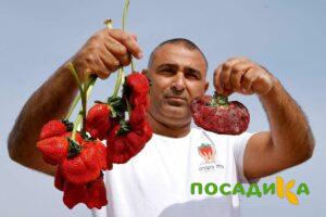 Клубника Гигант Джорнея купить по цене от 266р. в интернет-магазине «Посадика» с доставкой почтой в в Верхняя Турае и по всей России – [изображение №1].