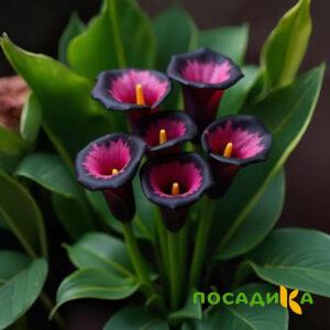 Калла Аура Лейс купить по цене от 400р. в интернет-магазине «Посадика» с доставкой почтой в в Верхняя Турае и по всей России – [изображение №1].