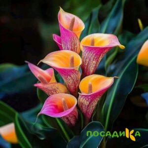 Калла Оникс купить по цене от 450р. в интернет-магазине «Посадика» с доставкой почтой в в Верхняя Турае и по всей России – [изображение №1].