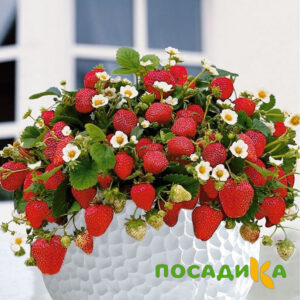 Клубника Рубиновый Шепот (горшечная) купить по цене от 240р. в интернет-магазине «Посадика» с доставкой почтой в в Верхняя Турае и по всей России – [изображение №1].