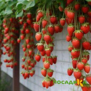 Клубника вьющаяся Комплимент купить по цене от 470р. в интернет-магазине «Посадика» с доставкой почтой в в Верхняя Турае и по всей России – [изображение №1].