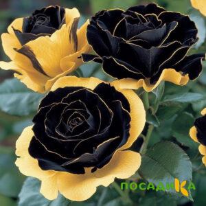 Роза Ханни Сикл купить по цене от 700р. в интернет-магазине «Посадика» с доставкой почтой в в Верхняя Турае и по всей России – [изображение №1].
