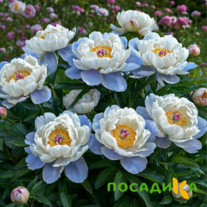 Пион акварельный Этюд купить по цене от 806р. в интернет-магазине «Посадика» с доставкой почтой в в Верхняя Турае и по всей России – [изображение №1].