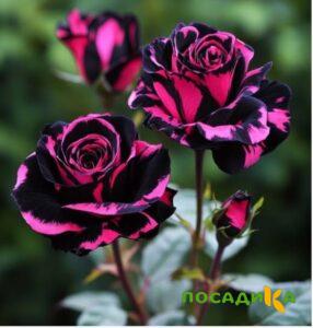 Роза Багровый Шепот купить по цене от 366р. в интернет-магазине «Посадика» с доставкой почтой в в Верхняя Турае и по всей России – [изображение №1].
