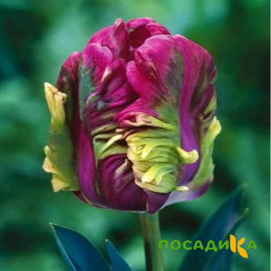Тюльпан Экзотик Хэвен купить по цене от 186р. в интернет-магазине «Посадика» с доставкой почтой в в Верхняя Турае и по всей России – [изображение №1].