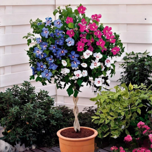 Гибискус-Дерево Триколор купить по цене от 289р. в интернет-магазине «Посадика» с доставкой почтой в в Верхняя Турае и по всей России – [изображение №1].