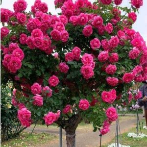 Роза Версаля купить по цене от 232р. в интернет-магазине «Посадика» с доставкой почтой в в Верхняя Турае и по всей России – [изображение №1].